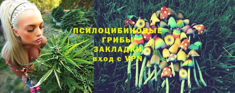 наркошоп  Мещовск  Галлюциногенные грибы Psilocybe 